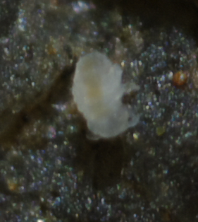 Micro collembolo?